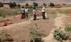 Yozgat Kazankaya’da Soğan Tarlada Kaldı: Çürümeye Bırakıldı