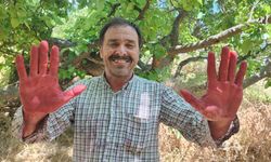 Yozgat'ın Asırlık Dut Ağacı Göz Kamaştırıyor