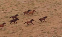 Yozgat'ın Zirvesinde Özgürlüğün Tablosu! Görenler Hayran Kaldı