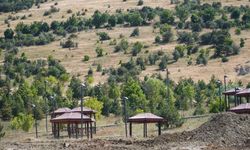 Yozgatlı Vatandaşlar Çayını Doğadan Topluyor