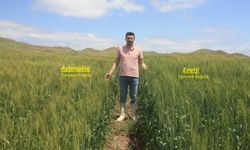Yozgat'ta Buğday Üretiminde Yeni Dönem! Yerli Tohumlar Denenmeye Başlandı