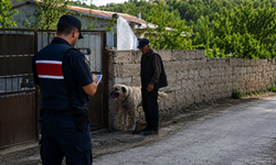 Yozgat'ta Çoban Köpekleri Çevreyi Rahatsız Etti! Cezası Verildi