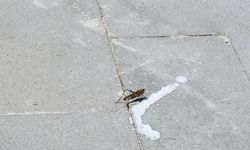 Yozgat'ta Dev Çekirge Görüldü