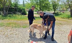 Yozgat'ta Evcil Hayvanı Olanlar Şartlara Uymayanlara Büyük Ceza!