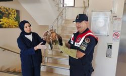 Yozgat'ta Jandarma Yaban Hayatına Sahip Çıkıyor