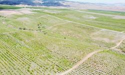 Yozgat'ta Meyvecilik Köyün Kaderini Değiştirdi