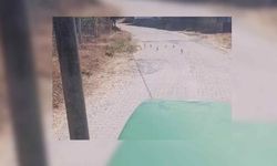 Yozgat'ta Yaban Çil Keklikler Köy Merkezine İndi