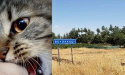 Diyarbakır Kuduz Kedi Olayı Nedir? Kediden İnsana Kuduz Geçer mi?