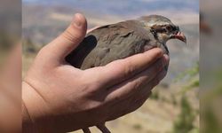 Kırıkkale'de 400 kınalı keklik doğaya salındı: 23 yılda toplam 21 bin 25'e ulaşıldı