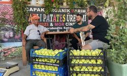 Tarladan 150 liraya çıkıyor, pazarda 350 lira: Günde 20 ton toplanıyor