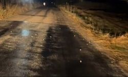 Yozgat Sarıkaya’da Sağanak Sonrası İlginç Manzara: Kurbağalar Yollara Akın Etti!