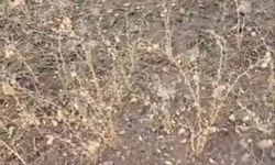 Yozgat'ta Yağan Dolu Nohut Tarlalarına Zarar Verdi