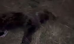 Saraykent’te Korkutan Kaza: Araca Ayı Çarptı
