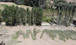 Sorgun'da kavak kesimi sürüyor: 30 yılda yetişen ağaç hem kereste hem birikim aracı