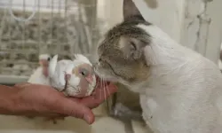Bu kediye ciğer yedirebilen sıfır araba kazanıyor!
