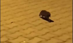 Yerköy’de Mahalleleri Fareler Bastı!