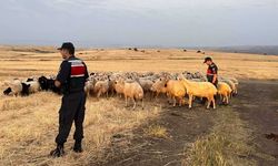Yozgat Kırsalındaki Kayıp 170 Koyun Vakası! Ekiplerin İtitnalı Araması Sonuç Verdi