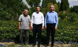 Yozgat Sorgun'da Çilek Üretimi Yerinde İncelendi