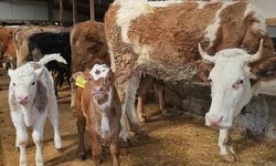 Yozgatlı Üreticiler Bu Projeyi Yeniden Konuşuyor