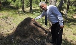 Yozgat'ta Afrika Belgesellerini Aratmayan Manzara: Gören Bir Daha Bakıyor!