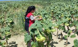 Yozgat'ta Ayçiçek Tarlalarına Teknik Takip
