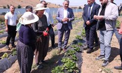 Yozgat’ta Çilek Üretimi Büyüyor: 150 Dekarlık Alanda 60 Kişiye İstihdam