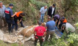 Yozgat'ta Dere Yatağına Düşen Büyükbaş Hayvan Kurtarıldı