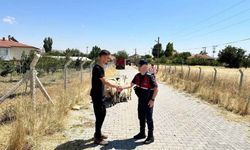 Yozgat'ta Kayıp Küçükbaşları Jandarma Buldu