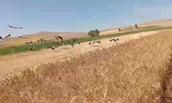 Yozgat'ta Leylekler Bu Kez Sürü Halinde Görüldü