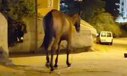 Yozgat’ta Sürücüleri Şaşırtan Anlar! Aniden Yola Çıkan Atlar Korkuttu