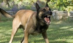 Sokak Köpekleri İçin 81 İlde Yeni Dönem! Denetimler Başlıyor