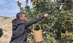 Sorgun Boğazcumafakılı'da Şifa Deposu Alıç Hasadı Başladı!