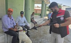 Yerköy’de Çipsiz Hayvanlara Denetim! Sahiplerine Önemli Uyarı