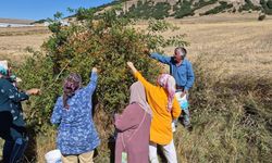 Yozgatlıların Kış Kalkanı: Yabani Kuşburnu