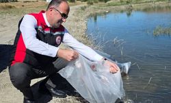 Yozgat’ta 17 Baraj Gölüne 435 Bin Yavru Balık Bırakıldı
