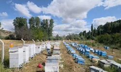 Yozgat’ta Arıcılara Büyük Destek: Hibe Destekli Kovan Dağıtılacak