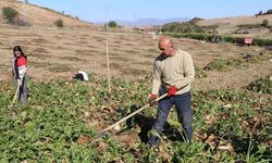 Yozgat’ta Pancar Sezonu Başladı: Çiftçiye Lojistik Destek