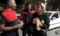 Otomobilinden Kedi Sesi Geldi! Kaputu Açınca Gördükleri Karşısında Şaşkına Döndü