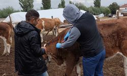 Yozgat’ta Şap Aşılama Kampanyası Hız Kesmeden Devam Ediyor