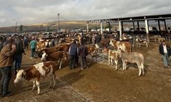 Boğazlıyan Hayvan Pazarı Yeniden Açılıyor