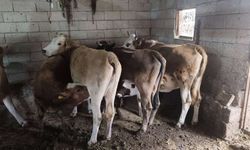 Yozgat Kadışehri’nde Şap Aşılama Kampanyası Başladı! Büyükbaş Hayvanlar Aşılanıyor