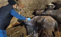 Kadışehri’nde Şap Aşılama Kampanyası Hız Kesmeden Devam Ediyor