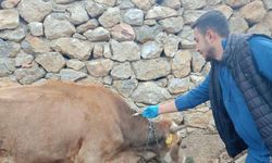 Kadışehri’nde Sonbahar Aşılama Seferberliği: Veteriner Hekimler Sahada!