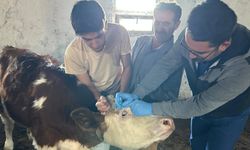 Kadışehri’nde Yeni Doğan Buzağılar ve Gebe İnekler Güvence Altında!