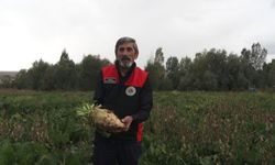 Yozgat’a Sivas’tan Şeker Pancarı Sevkiyatı! 800 Bin Tonluk Üretim Bekleniyor