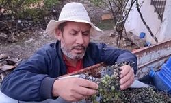 Yozgat Kuruçay Köyü’nde Bağları Sam Vurdu! Rekolte Yarı Yarıya Düştü