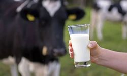 Yozgatlı Çiftçiye Süt Desteği Haberi! Bu Şartı Taşıyan Daha Fazla Destek Alabilecek