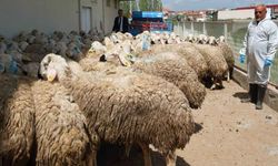 Yozgat'ta Hayvancılığa Destekler Aralıksız Devam Ediyor
