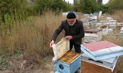 Yozgat'ta İlaç Kullanmadan Bal Üretildi! Kenevir Arı Hastalıklarına Kalkan Oldu