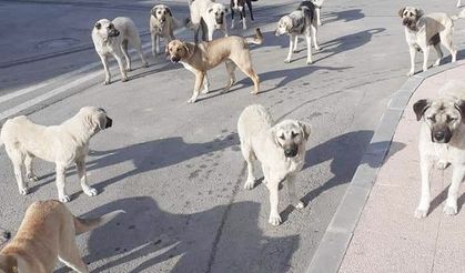 ‘Sokakta başıboş hayvan  bulunması kabul edilemez’